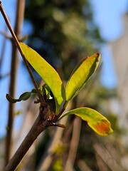 Buds on trees in March. Beautiful botanical photo, natural wallpaper. Close-up