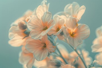 Obraz premium Flowers geranium outdoors blossom.