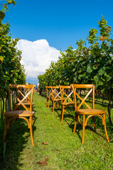 Elegant chairs lined up along rows of grapes, wedding ceremony