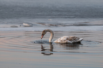 A swan is peacefully foraging in still waters, creating gentle ripples as the sun rises, casting...