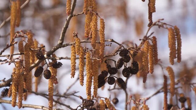 beautiful alder blossoms in spring