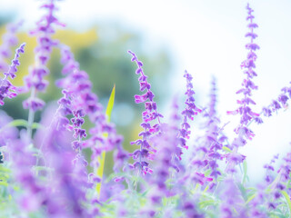 秋の公園や花壇を彩るアメジストセージのある風景。背景。自然風景素材。やわらかくボケた景色