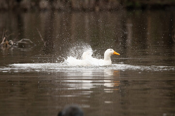 An American Pekin duck splashing water as it bathes and cleans it feathers while swimming in White Rock Lake in Dallas, Texas on a winter morning.