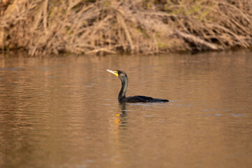 A Double-crested Cormorant, or Snake-Bird, swimming near the shore of a pond in the golden sunlight just after sunrise on a winter morning.