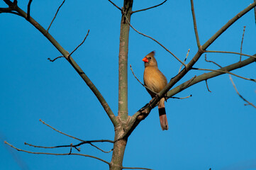 A female Northern Cardinal contrasted against a beautiful blue sky while perched on a bare tree branch on a winter morning.
