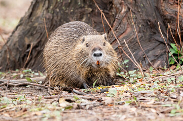 A Nutria on the ground beside the trunk of a large tree with its large, orange teeth showiing in its mouth.