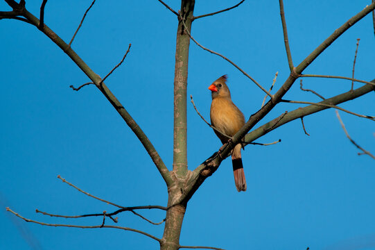A female Northern Cardinal contrasted against a beautiful blue sky while perched on a bare tree branch on a winter morning.