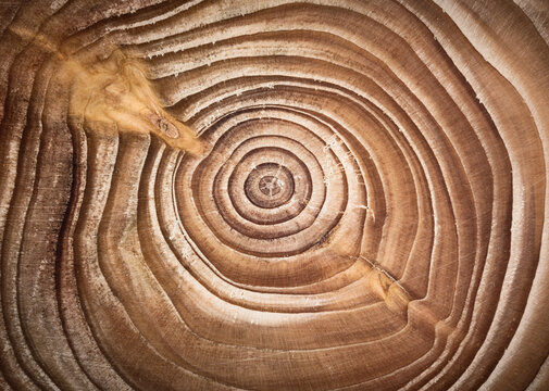 Game Tree Rings Texture Tree Ring Texture Images – Browse 168,521 Stock Photos, Vectors, and ...