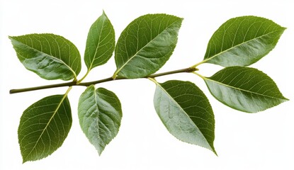 Obraz premium Fresh green leaves on a branch. Lush foliage