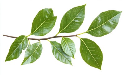 Obraz premium Fresh green leaves on a branch