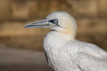 Portrait of a Northern Gannet