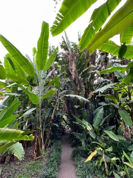 Selva de plataneras, hojas de esterlicia