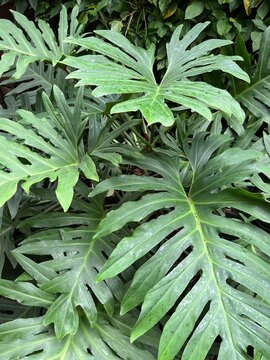 Fondo de Philodendron