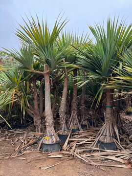 Familia de dragos en maceta
