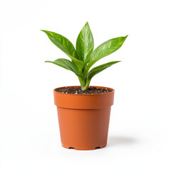 Lush green snake plant in a decorative pot with natural lighting and ample copy space for text in a modern interior setting