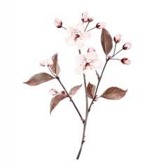 Fototapeta premium Cherry blossom branch illustration delicate flower.