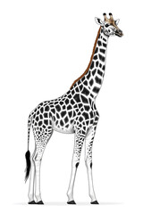 Obraz premium Black and white Standing Giraffe vector style illustration isolated on white background 