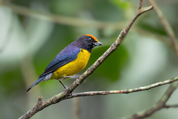 The tawny-capped euphonia, Euphonia anneae is a bird in the family Fringillidae