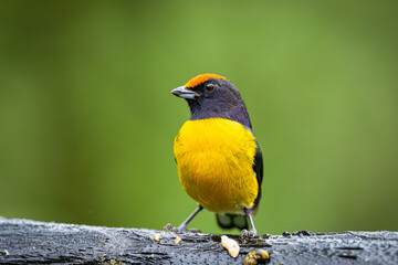 The tawny-capped euphonia, Euphonia anneae is a bird in the family Fringillidae