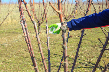 Fertilizing fruit trees. A gardener scatters nitrogen fertilizer granules on the ground near a tree...