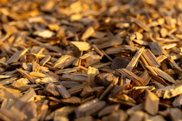 Wood chips scattered on a ground surface illuminated by warm sunlight in an outdoor environment