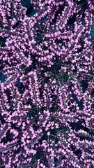 small pink and yellow flowers