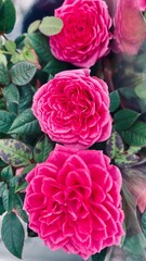 small pink and yellow flowers