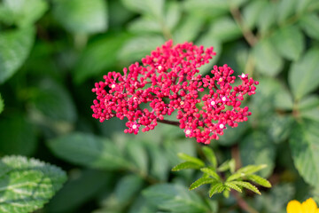 Lea rubra, a bright pink tropical flower in the garden