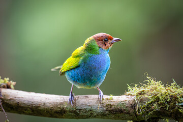 The bay-headed tanager, Tangara gyrola, is a medium-sized passerine bird.
