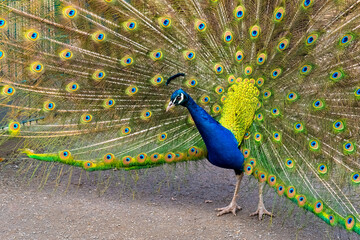Obraz premium Vibrant peacock displaying its colorful plumage in a lush garden under bright sunlight