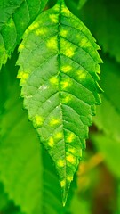 Leaves have yellow spot disease.