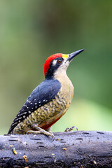 The black-cheeked woodpecker, Melanerpes pucherani, bird in subfamily Picinae