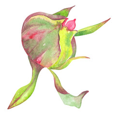 Fototapeta premium Watercolor hand drawn illustration of peony flower bud. Peony bud painted with watercolor. Perfect for wedding, birthday, seasonal holidays.