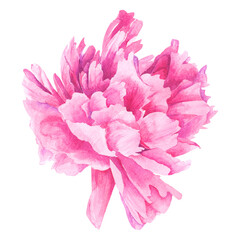 Watercolor hand drawn illustration of a lush peony flower. Large pink peony painted in watercolor. Perfect for wedding, birthday, seasonal holidays.