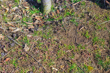 Fertilizer granules on the ground under the trunk of a fruit tree. Growing fruits and feeding trees