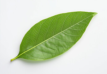 Obraz premium Isolated Green Guava Leaf on White Background – High-Resolution Flat Lay with Professional Color Grading & Sharp Focus, Winning Stock Photo for Creative Use