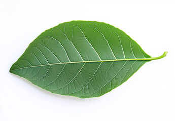 Obraz premium Isolated Green Guava Leaf on White Background – High-Resolution Flat Lay with Professional Color Grading & Sharp Focus, Winning Stock Photo for Creative Use