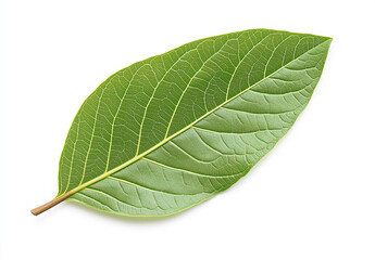 Obraz premium Isolated Green Guava Leaf on White Background – High-Resolution Flat Lay with Professional Color Grading & Sharp Focus, Winning Stock Photo for Creative Use