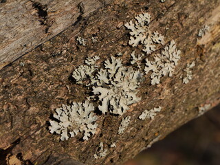 Close-up of lichen growing on old tree bark. The image highlights the texture and structure of these symbiotic organisms, often used as bioindicators of air quality and forest ecosystem health