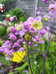 Thalictrum delavayi. An herbaceous plant on a long stem with airy leaves, purple and pink flowers...