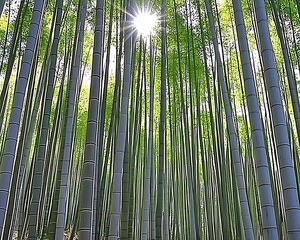 Fototapeta premium Sunlit Bamboo Forest Path for Japan.