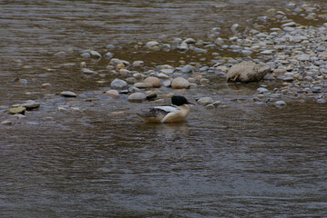 Fototapeta premium A male merganser preens gracefully in the Aare River, its sleek plumage glistening in the water—a serene moment of self-care, elegance, and natural beauty.