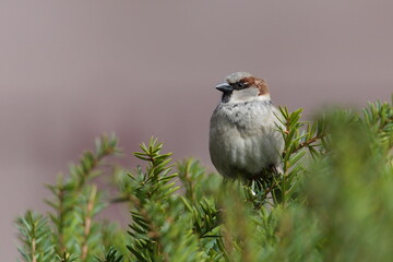 Passer domesticus aka house sparrow perched on the tree. Common bird in Czech republic.