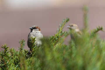 Passer domesticus aka house sparrow perched on the tree. Common bird in Czech republic.