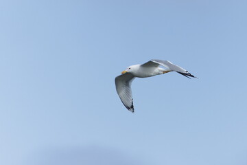 Obraz premium Larus cachinnans aka Caspian Gull is flying above the pond. White bird Isolated on blue sky background. Nature of Czech republic.