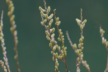 Delicate new buds sprout from a slender branch, signaling the promise of spring. A timeless symbol of renewal, growth, and nature's serene beauty.