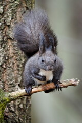 Black fur form of Sciurus vulgaris, european red squirrel. Climbing on the tree in the forrest in Czech republic. Close-up portrait.