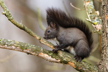 Black fur form of Sciurus vulgaris, european red squirrel. Climbing on the tree in the forrest in Czech republic. Close-up portrait.
