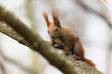 Red fur form of Sciurus vulgaris, cute european squirrel. Climbing on the tree in the forrest in Czech republic.Close-up portrait.