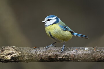 Common passerine bird Cyanistes caeruleus aka blue tit perched on dry tree.